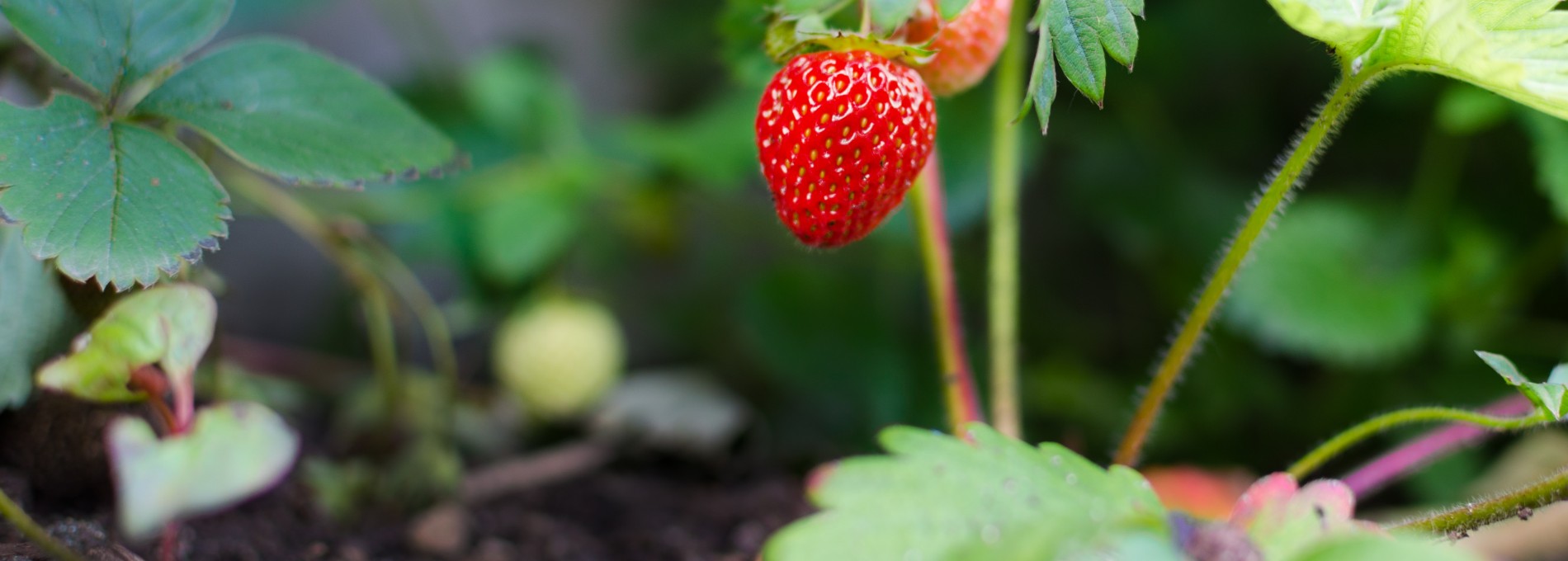 Alimentação para mudar o mundo