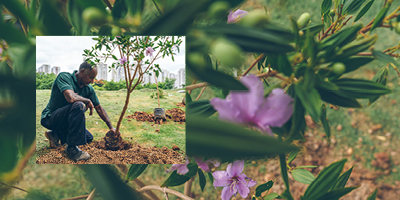 Você é o que você planta