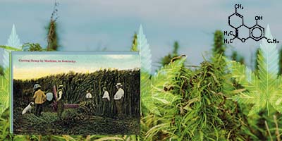 Plantação de maconha com colagem de uma propaganda antiga de uma fazenda de maconha no Kentucky, com uma ilustração da fórmula química do tch