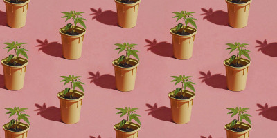 Vasos com pequenos pés de maconha em um fundo rosa